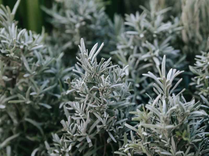 فوائد عشبة الشيح للحمل وهل هناك أضرار تمنع&nbsp;تناوله؟